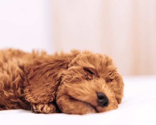 Cute sleeping puppy dog